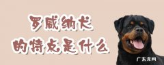 罗威纳犬的优缺点 罗威纳犬的特点是什么