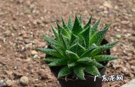 波露怎么养 波露好养活不