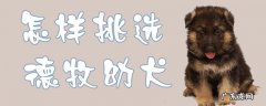 怎么挑选德牧幼犬 怎样挑选德牧幼犬