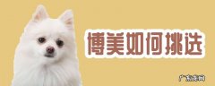 怎么选择博美的品相 博美如何挑选