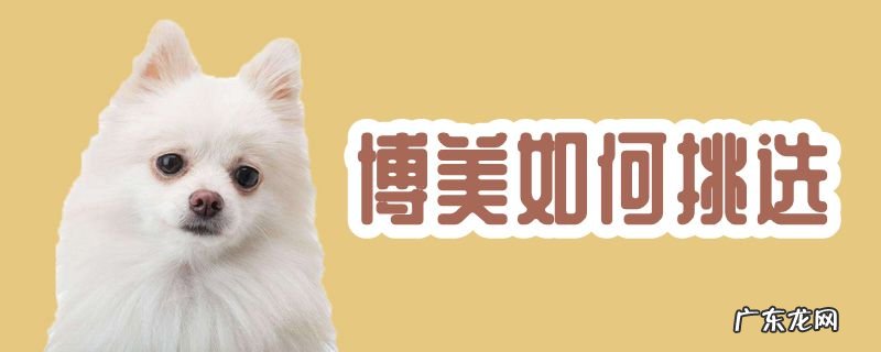 怎么选择博美的品相 博美如何挑选