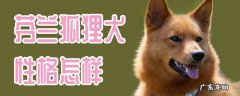 德国狐狸犬 芬兰狐狸犬性格怎样