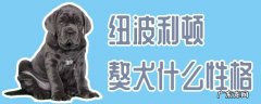 纽波利顿獒犬 纽波利顿獒犬什么性格