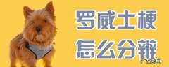 罗威士梗中国有卖吗 罗威士梗怎么分辨
