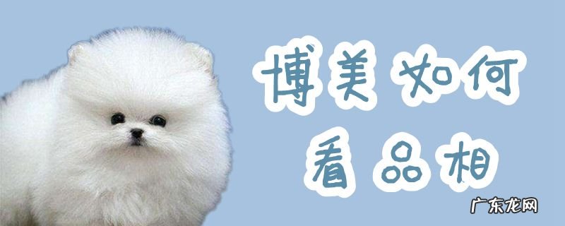 博美怎么挑选 博美如何看品相