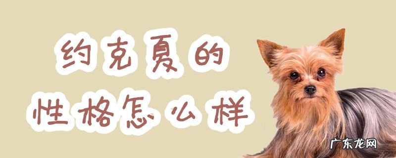 约克夏性格特点和缺点 约克夏的性格怎么样