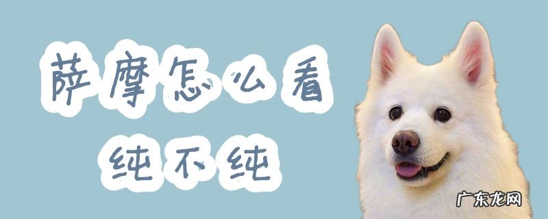 萨摩幼犬怎么看纯不纯图解 萨摩怎么看纯不纯