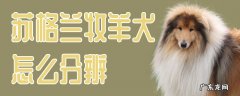苏格兰牧羊犬多大 苏格兰牧羊犬怎么分辨