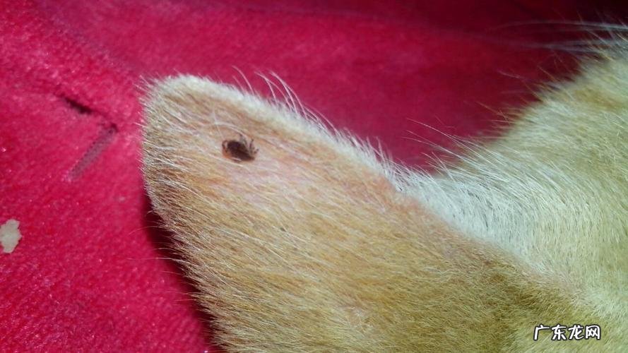 寄在猫身上的虫子到底能不能吃？