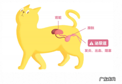 猫下泌尿道综合征,猫咪出现尿频、尿急、排尿困难怎么办？