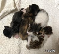 猫生小猫需要准备什么？