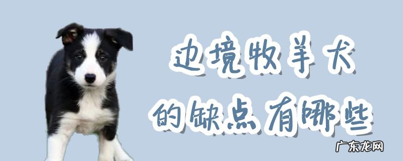 饲养边境牧羊犬的优缺点 边境牧羊犬的缺点有哪些