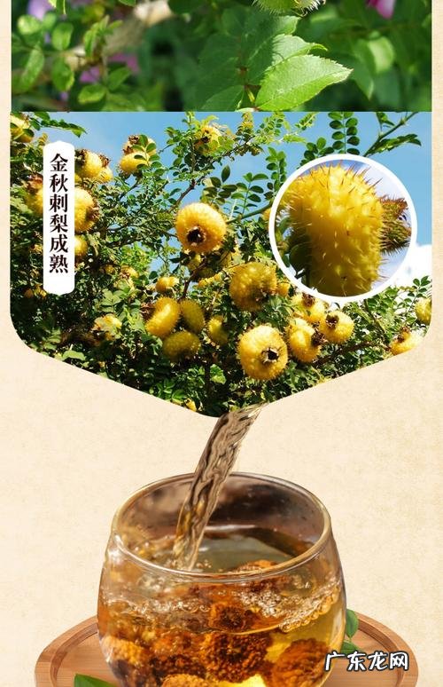 刺梨茶的功效,喝刺梨茶的好处,刺梨茶怎么泡