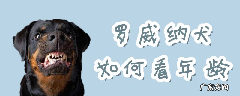 罗威纳犬多大算成年 罗威纳犬如何看年龄