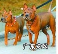 杭州哪里可以买狗 杭州哪里有纯正土狗买，现在还有真正意义上的土狗吗