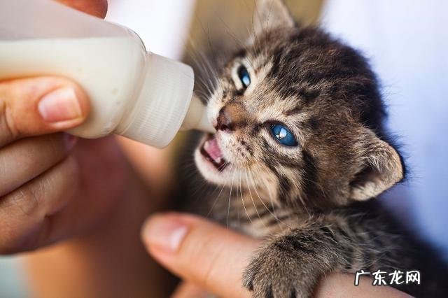 小猫可以喝老年奶粉吗?猫咪喝老年奶粉好吗?