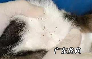 小猫身上虫子传染人吗？