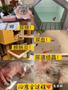 猫咪尿道结晶吃什么药？吃喵想泌尿道处方粮能好？