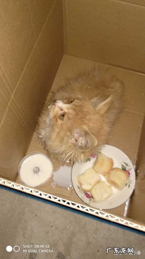 家里有婴儿可以养猫吗?