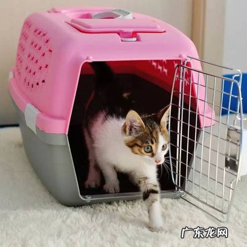 猫咪托运需要准备什么？