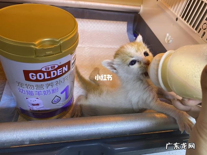 婴儿羊奶粉猫能喝吗？