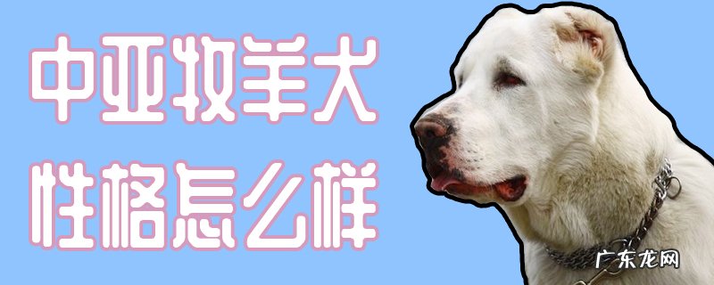 中亚牧羊犬性格和智商 中亚牧羊犬性格怎么样