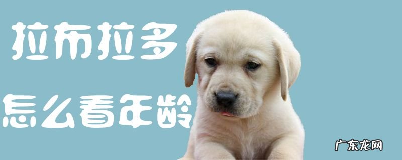 拉布拉多怎么看年龄大小 拉布拉多怎么看年龄