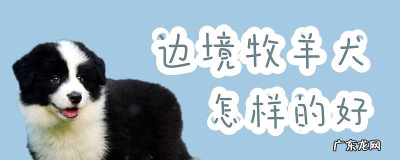 如何挑选边境牧羊犬幼犬 边境牧羊犬怎样的好