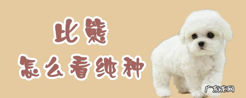 纯比熊怎么分辨 比熊怎么看纯种