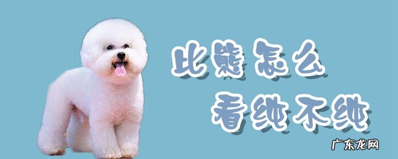 幼犬比熊怎么看纯不纯 比熊怎么看纯不纯
