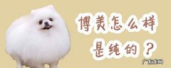 博美怎么样看出来是纯的 博美怎么样是纯的