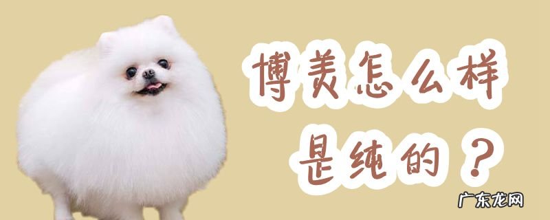 博美怎么样看出来是纯的 博美怎么样是纯的