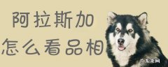 阿拉斯加犬品相怎么看 阿拉斯加怎么看品相