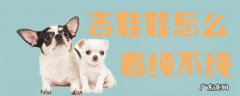 吉娃娃如何判断正宗 吉娃娃怎么看纯不纯