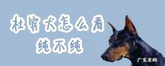 杜宾犬怎么看纯不纯种幼仔 杜宾犬怎么看纯不纯