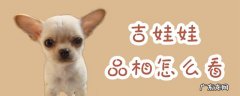 吉娃娃长啥样 吉娃娃品相怎么看