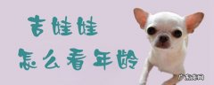吉娃娃年龄对照表 吉娃娃怎么看年龄