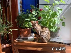 养猫家庭适合养的植物,绿萝和吊兰太常见了,看看这些吧
