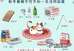 养一只宠物猫需要准备什么东西？一起来了解一下吧!