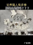 养猫会不会造成肺上小结节,听听医生怎么讲