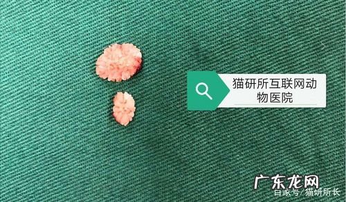 猫咪尿结石是什么症状?猫咪出现这个症状时一定要及时治疗!