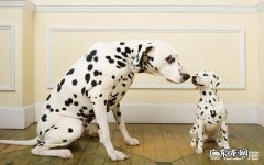 养宠物狗对人体带来好处吗 养宠物狗对主人或家庭有什么好处