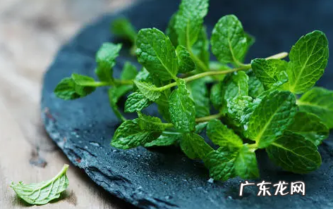 薄荷枯了还有救吗 薄荷枯萎怎么救活
