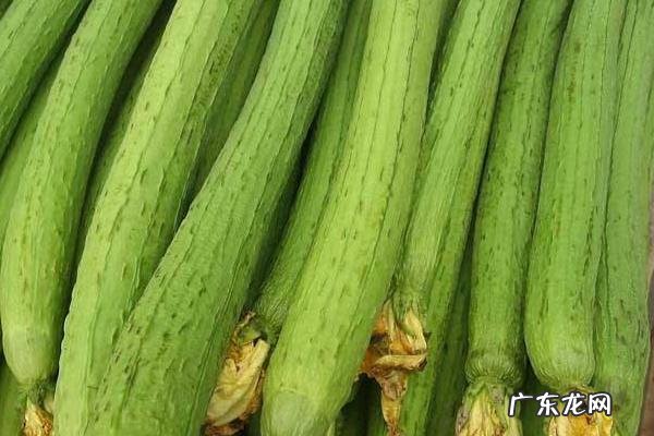 丝瓜头有什么药用功效?丝瓜的根、藤、叶和籽都可以入药,你知道吗