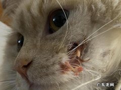 怎么判断猫是不是结石,猫得了结石会有啥反应