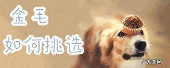 挑选金毛需要注意什么 金毛如何挑选