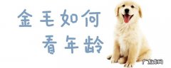 金毛怎么看多大几岁 金毛如何看年龄