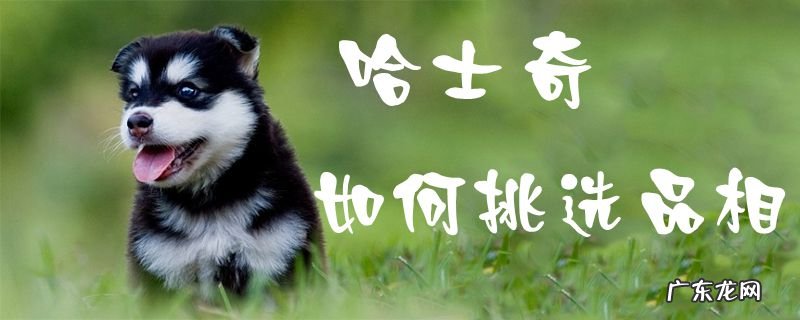 哈士奇什么样的品相好 哈士奇如何挑选品相
