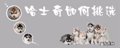 哈士奇幼犬怎么选 哈士奇如何挑选