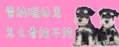 如何挑选雪纳瑞幼崽 雪纳瑞幼崽怎么看纯不纯
